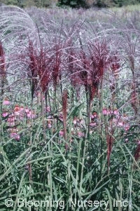 Miscanthus sinensis 'Rotsilber'